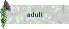 adult